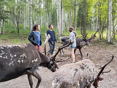 fairbanks reindeer farm tour