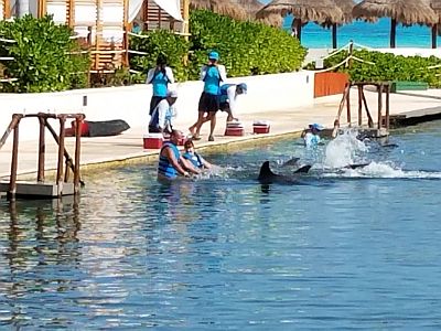 hyatt ziva cancun dolphin