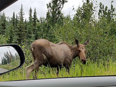 moose in alaska