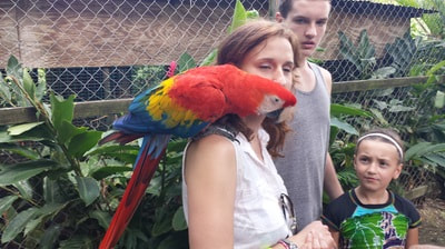 roatan parrot