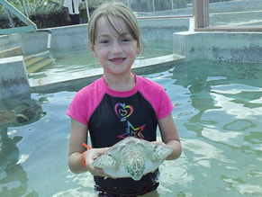 turtle farm grand cayman